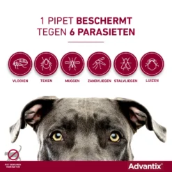 Advantix 250 4 Pipetten -Huisdierbenodigdheden Verkoop 2024 Advantix pipettegen6parasieten 5