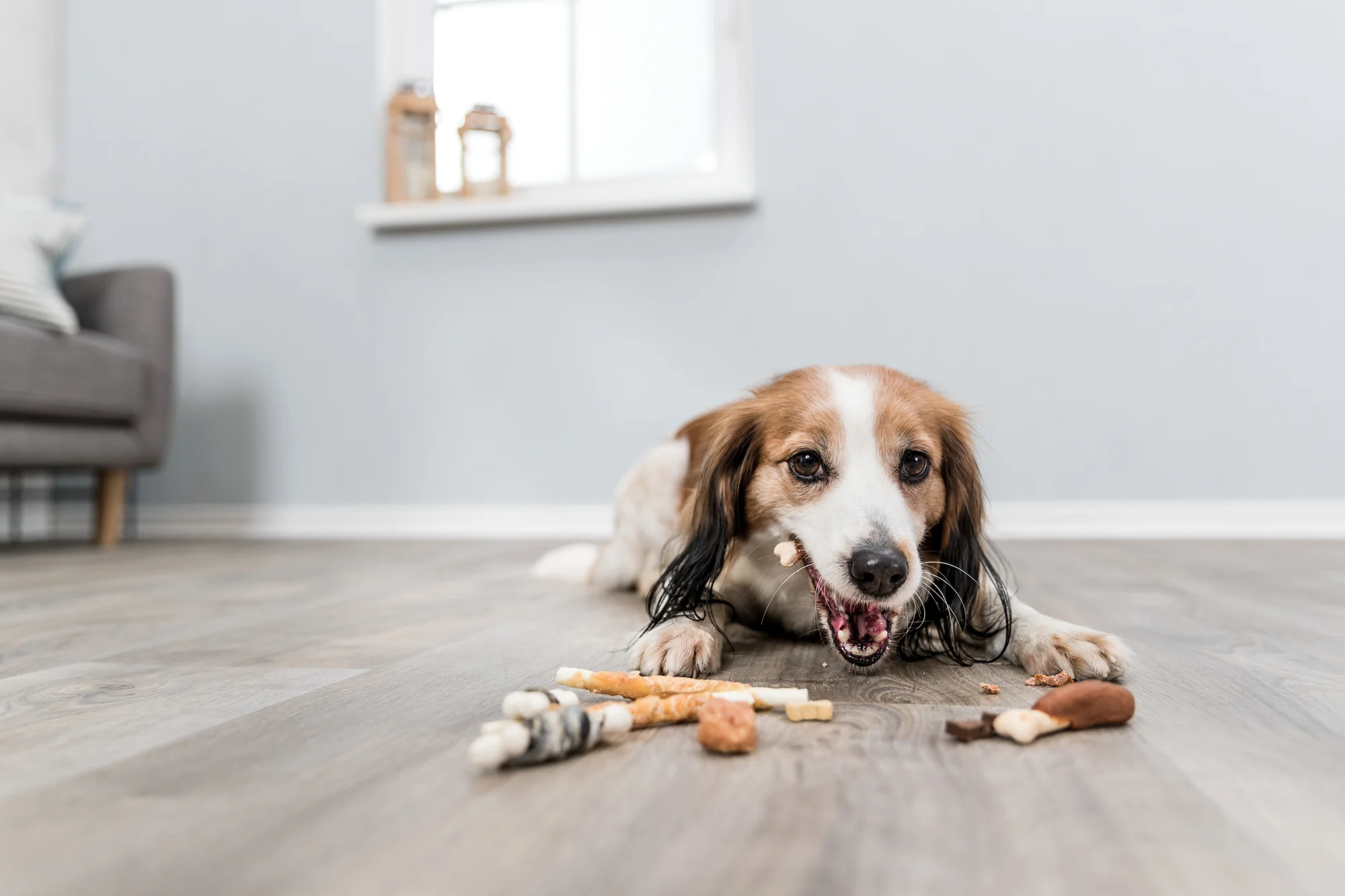 Gazebo Parts Direct Sales Store -Huisdierbenodigdheden Verkoop 2024 image