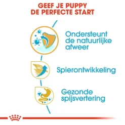 Royal Canin Hondenvoer Boxer Puppy 12 Kg 6 Royal Canin Hondenvoer Boxer Puppy 12 Kg -Huisdierbenodigdheden Verkoop 2024 royal canin boxer junior pup hond boxer hero usp 1